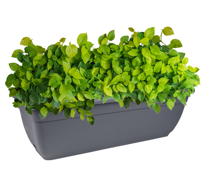 Sorrento™ Self-watering Planter Box, Oblong, 600mm
